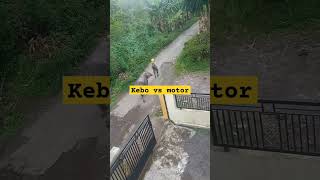 Kebo vs motor papandayan automobile kampung papandayangarut viralvideo [upl. by Magnusson]