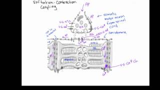 Excitation contraction coupling [upl. by Thanh936]