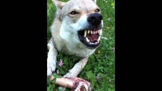 Hidalgo Growl  Czechoslovakian Wolfdog [upl. by Rocky]