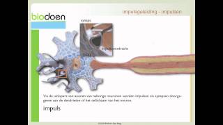 Biodoen  impulsgeleiding 1 van 5 [upl. by Sadler]