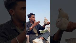 Kabuter ka sacha pyar ☠️🕊️👀petlovers pigeon shortfeed yt viralvideo spkabuterclub 😅🙏 [upl. by Dalpe]