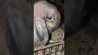 Holland lops rabbitry hollandlops transition fypシ゚viral cute bunny [upl. by Assiroc]