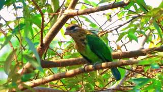 Lineated barbet Psilopogon lineatus  Asian barbet [upl. by Sidwohl]