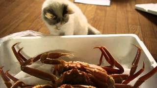 Cats intrigued by crabs [upl. by Iaj240]