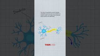 The Structure of a Neuron [upl. by Shu]