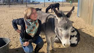 Are donkeys the right animal for you [upl. by Rolland]