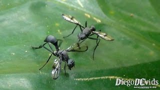 Signal Flies  Signal Black Fly Platystomatidae moscas de sinal [upl. by Nivonod413]