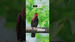 Violet cuckoo  Kedasih ungu masteran handal yang sedang viral birds [upl. by Anaujnas]