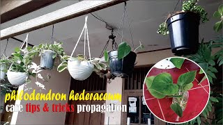 Heartleaf  Philodendron hederaceum plant care  propagation philodendron  big leafGreenOnGreenTV [upl. by Johst]