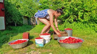 The farmers wife is picking strawberries Life in the village on a small farm [upl. by Doowrehs73]