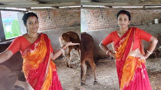 Duper gai r jonne ki ki kaj karte hai cow cow milking cow clean kalyanivlogs5548 [upl. by Eenert]