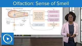 Olfaction Sense of Smell – Physiology  Lecturio Nursing [upl. by Prussian]