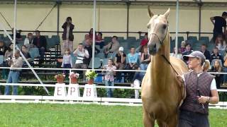 Dalaj Shael at the Akhal Teke World Championship [upl. by Nomed]