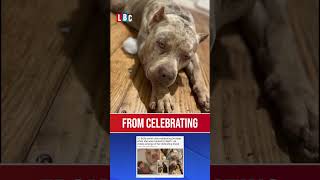 Woman killed by her own XL Bully dog  LBC [upl. by Derwood]