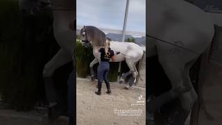 Yeguada Mile Piaff training piaffe in the hand piaffe purarazaespañola dressagehorse [upl. by Asset330]