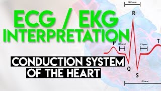 Electrical Conduction System of the Heart  ECG EKG Interpretation Part 1 [upl. by Urbanus]