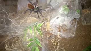 C cyaneopubescens GBB Feeding Video [upl. by Eatnohs325]