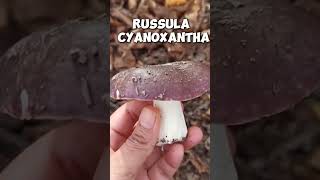 Russula cyanoxantha [upl. by Haliek995]