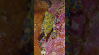 Blueringed Octopus shorts octopus underwatervideography marinelife buceo [upl. by Suiradel]