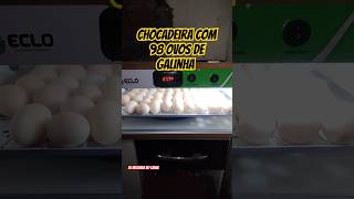 Chocadeira com 98 ovos de galinhaovosferteis [upl. by Anires506]