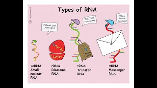 Notes on the Types of RNA amp their Functions Messenger transfer Ribosomal MicroRNA Small nuclear [upl. by Hey]