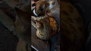 What is she doing here beagle savannahcat dog cat [upl. by Noak]