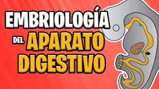 ✅ EMBRIOLOGÍA del APARATO DIGESTIVO 🍔💩 [upl. by Nazarius]