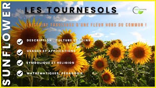 Les Tournesols vegetosphere garden flowers tournesol fibonacci [upl. by Dedrick]