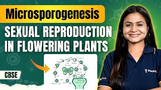 Microsporogenesis  Sexual Reproduction in Flowering Plants  NEET Biology  Krushi Maam  Rankplus [upl. by Finkelstein]