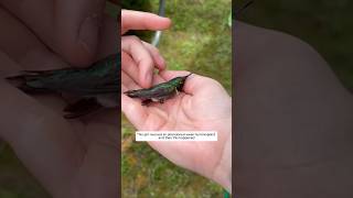 This girl rescued an abandoned weak hummingbird and then this happened animalshorts [upl. by Alarice]