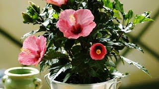 HIBISCUS PROPAGATION FROM CUTTINGS [upl. by Mihe661]