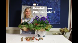 diezürcherin Hornfeilchen Pflanzenschale Dekoration diy floristik floraldesign deutsch [upl. by Nahaj677]