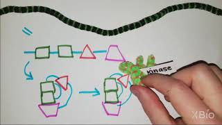 What is Phosphorylation [upl. by Ayardna]