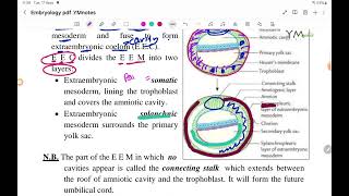 Chorionic Vesicle EMD عربي [upl. by Joni]