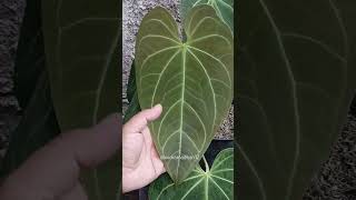 New Leaf Magnificum plants trendingshorts anthuriumplant viralvideo trending viralvideo [upl. by Pieter193]