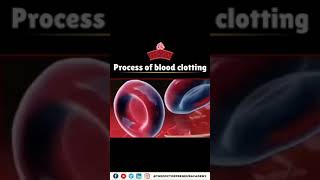 blood clotting process [upl. by Uok]