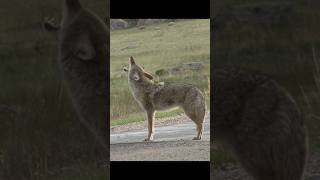 Coyote Sounds of Howling and Barking  Canis latrans Sounds [upl. by Clywd]