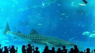 Whale Shark pops a boner at Churaumi Aquarium Okinawa [upl. by Laersi]