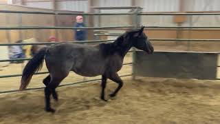 Royal Dixie Lady  2023 AQHA Black Rabicano Filly [upl. by Esilec]