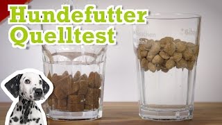 Hundefutter Quelltest mit Platinum Trockenfutter [upl. by Lemuela413]