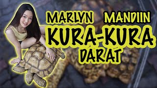 KESAN PERTAMA MEMANDIKAN KURAKURA DARAT LEOPARD PARDALIS DEWASA [upl. by Furey]