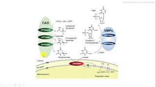 Síntesis de novo nucleótidos pirimidina bioquímica biochemistry [upl. by Ecreip302]