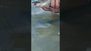 Catching A Catfish At Sebastian Inlet Lagoon [upl. by Assilen642]