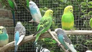 Grasparkieten  Lovebirds  Budgerigars  Wellensittiche  Parakeet sounds  Parkieten geluiden [upl. by Chow]