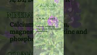 Alfalfa  Medicago sativa [upl. by Aennil]