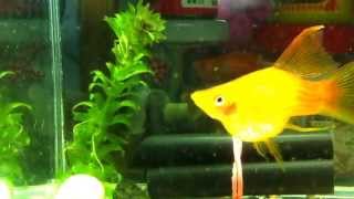 My Aquarium double red swordtail giving birth to fries 2 [upl. by Siva266]