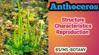 Anthoceros  Bryophytes  BSMSBotany  Urdu amp Hindi [upl. by Herbie71]