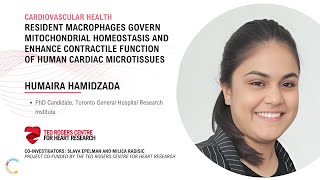 Macrophages Govern Mitochondria Enhance Function of Human Cardiac Microtissues  Humaira Homzaida [upl. by Heilner]