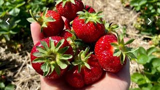 Strawberry 🍓 and cherry 🍒 picking  picking cherries and berries in Canada [upl. by Oalsecnew]