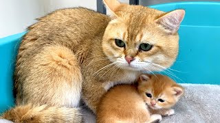 Dad cat and mom cat shared baby kittens [upl. by Guerin]